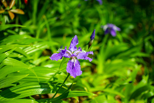鸢尾花