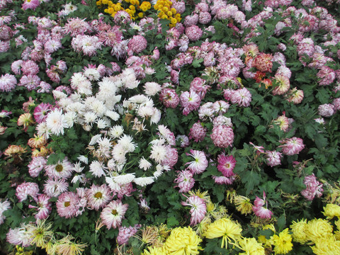 菊花
