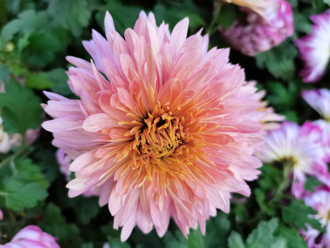 菊花