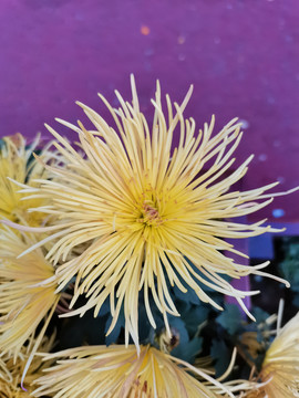 菊花