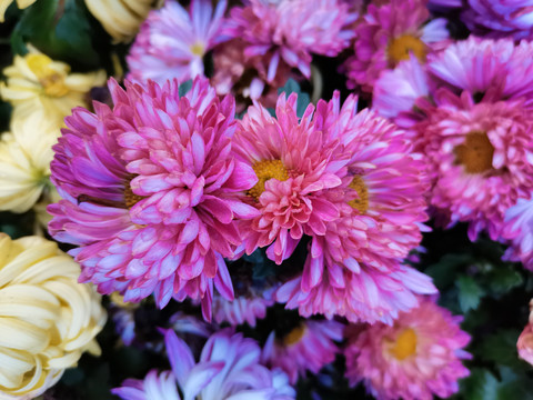 菊花