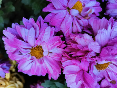 菊花