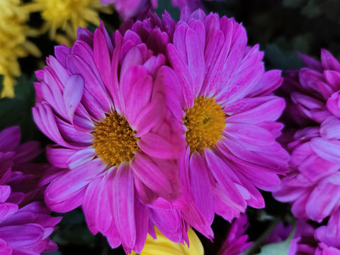 菊花