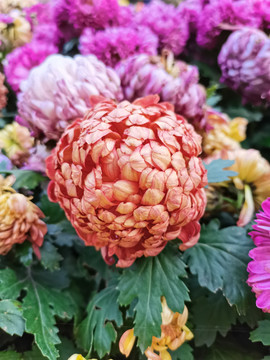 菊花