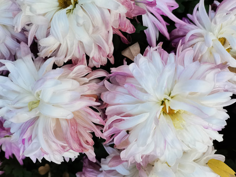 菊花