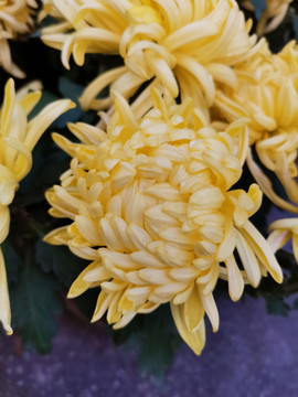 菊花