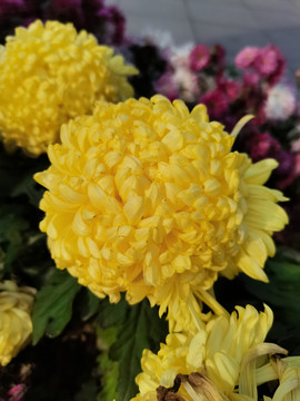 菊花