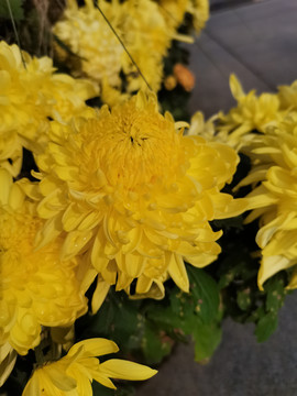 黄色菊花