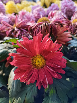 菊花