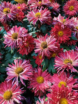 红色菊花