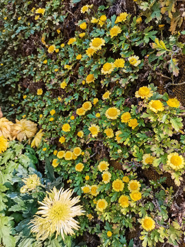 菊花展造型