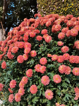 菊花展造型