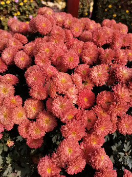 菊花展造型