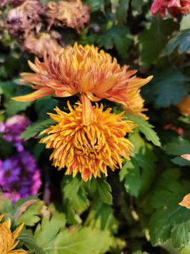 菊花特写
