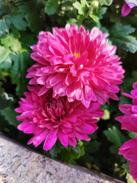菊花特写