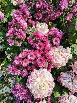 菊花展览