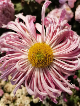 菊花展览