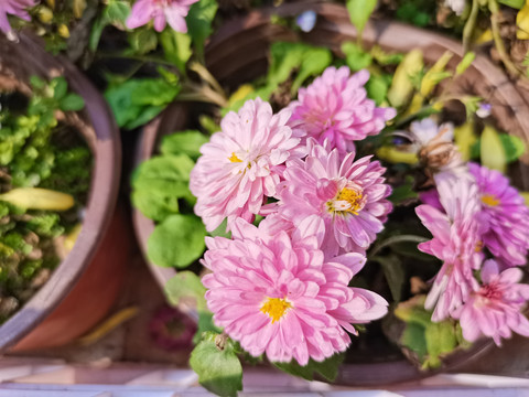 粉红色菊花