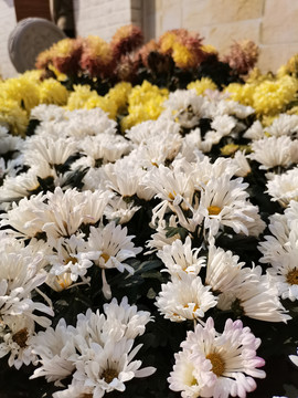 菊花展览