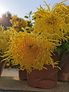 菊花