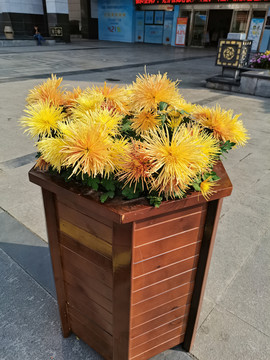 菊花
