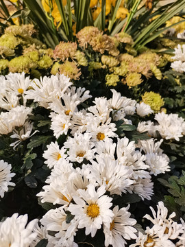 菊花