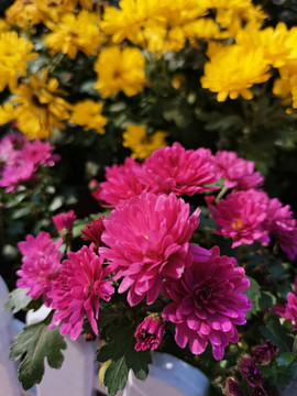 菊花展览