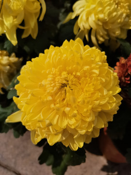菊花展览
