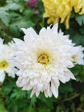 白色菊花