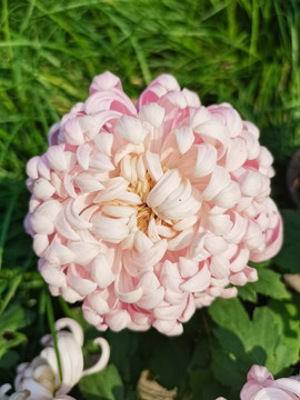 牡丹菊
