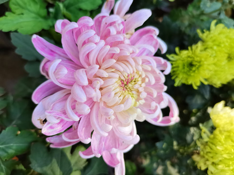 牡丹菊