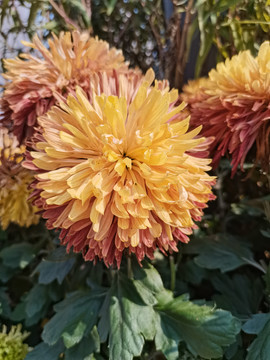 黄色菊花特写
