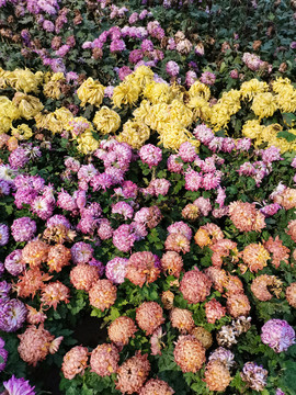 多彩菊花展览