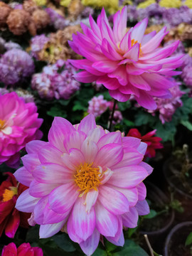 粉红色菊花