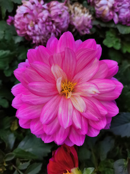 粉红色菊花