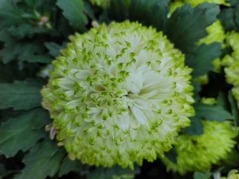 菊花特写