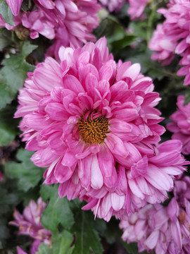粉红菊花