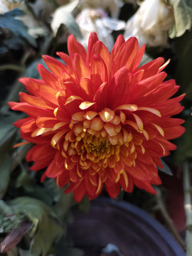 红色菊花