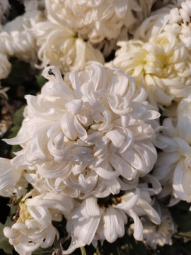 白色菊花