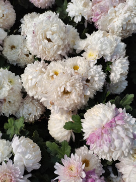 白色菊花展览