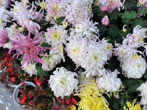 多彩菊花展览