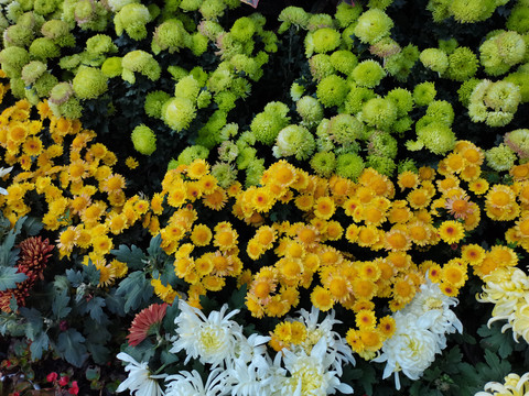 多彩菊花展览