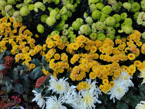 多彩菊花展览