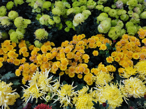 多彩菊花展览