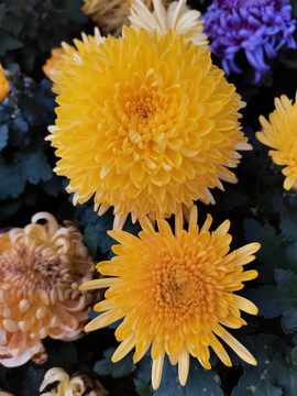 黄色菊花