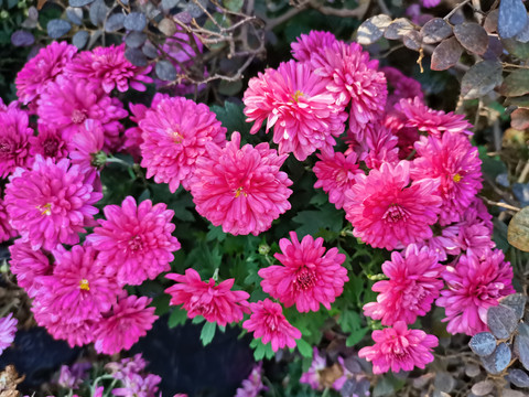 红色小菊花