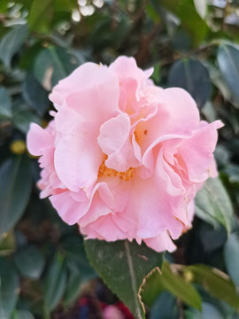 粉红茶花