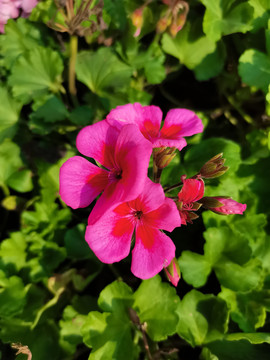 红色小花