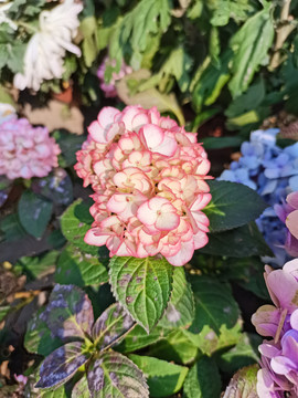 粉红色绣球花