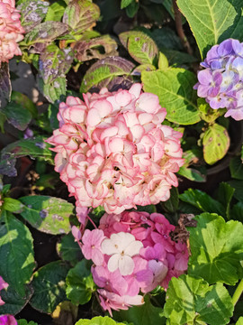 绣球花